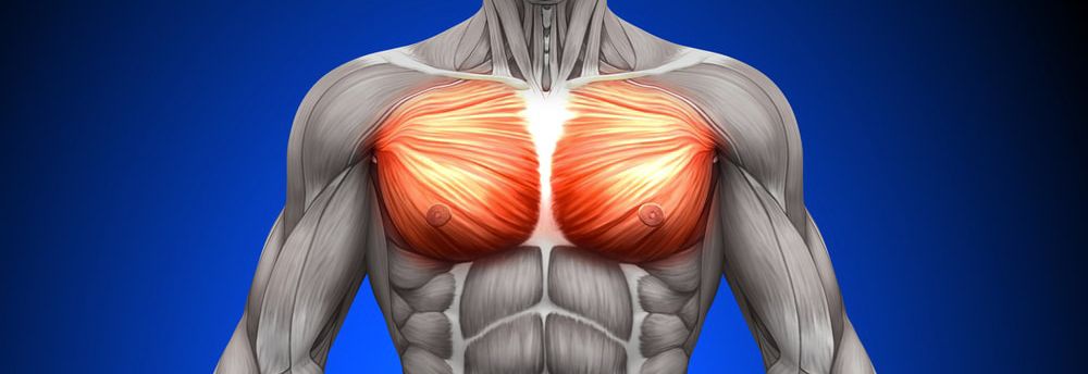 pectorals